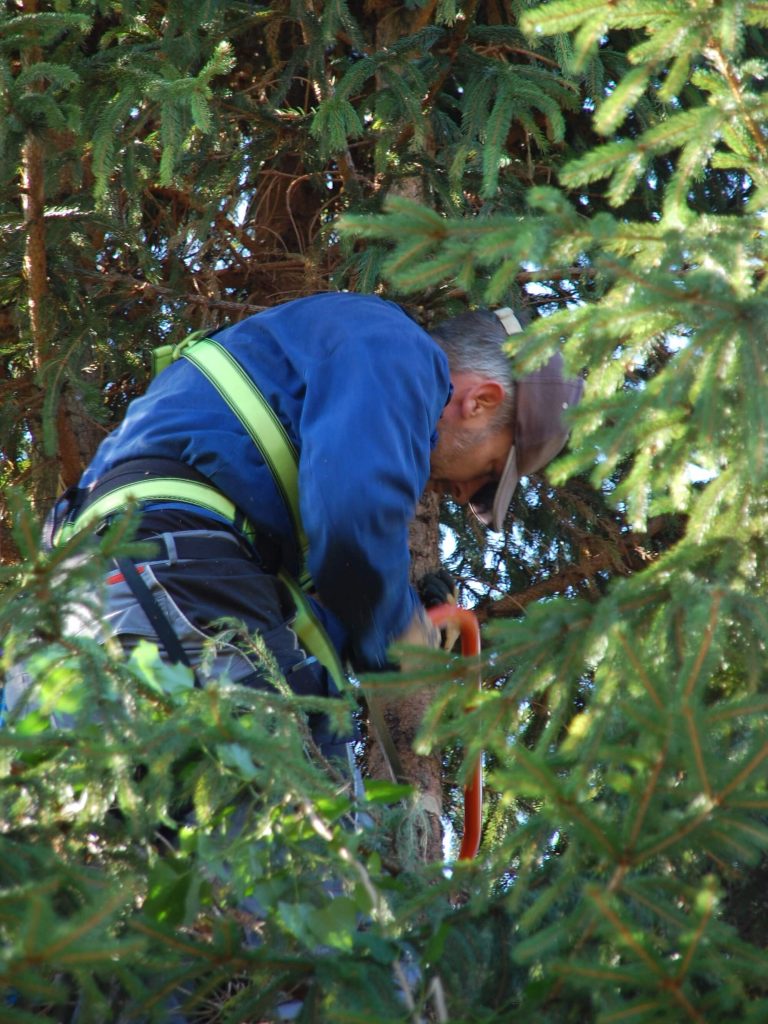 Thomas sawing the first of the 4 tree tops off.
