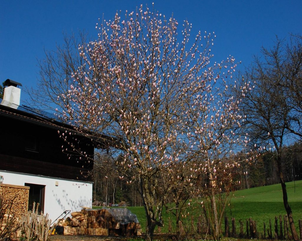 Pink and brightening every day.