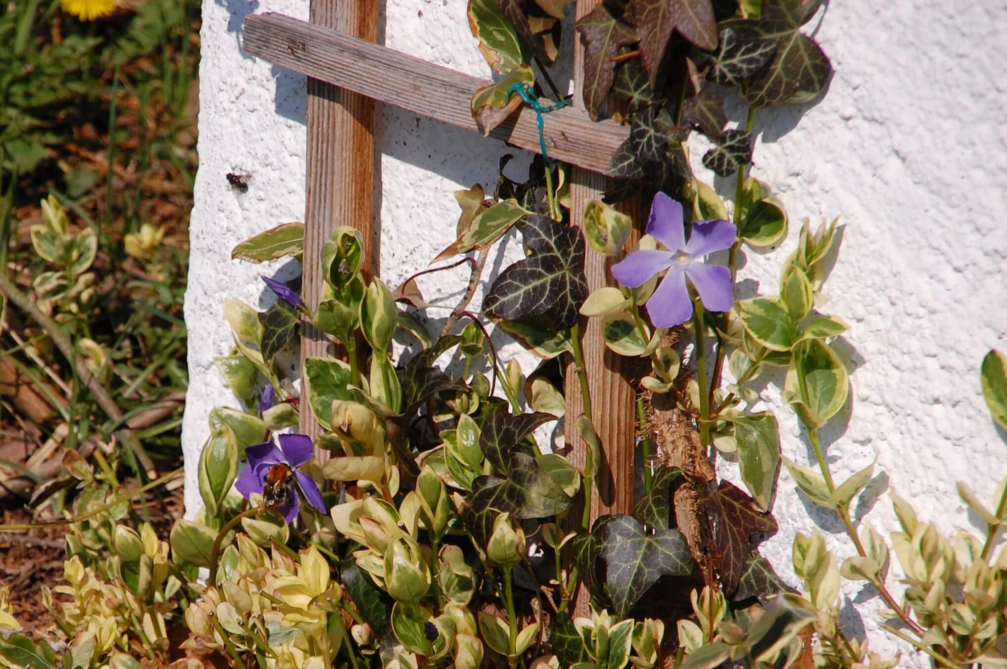 Covid-19: Things to celebrate