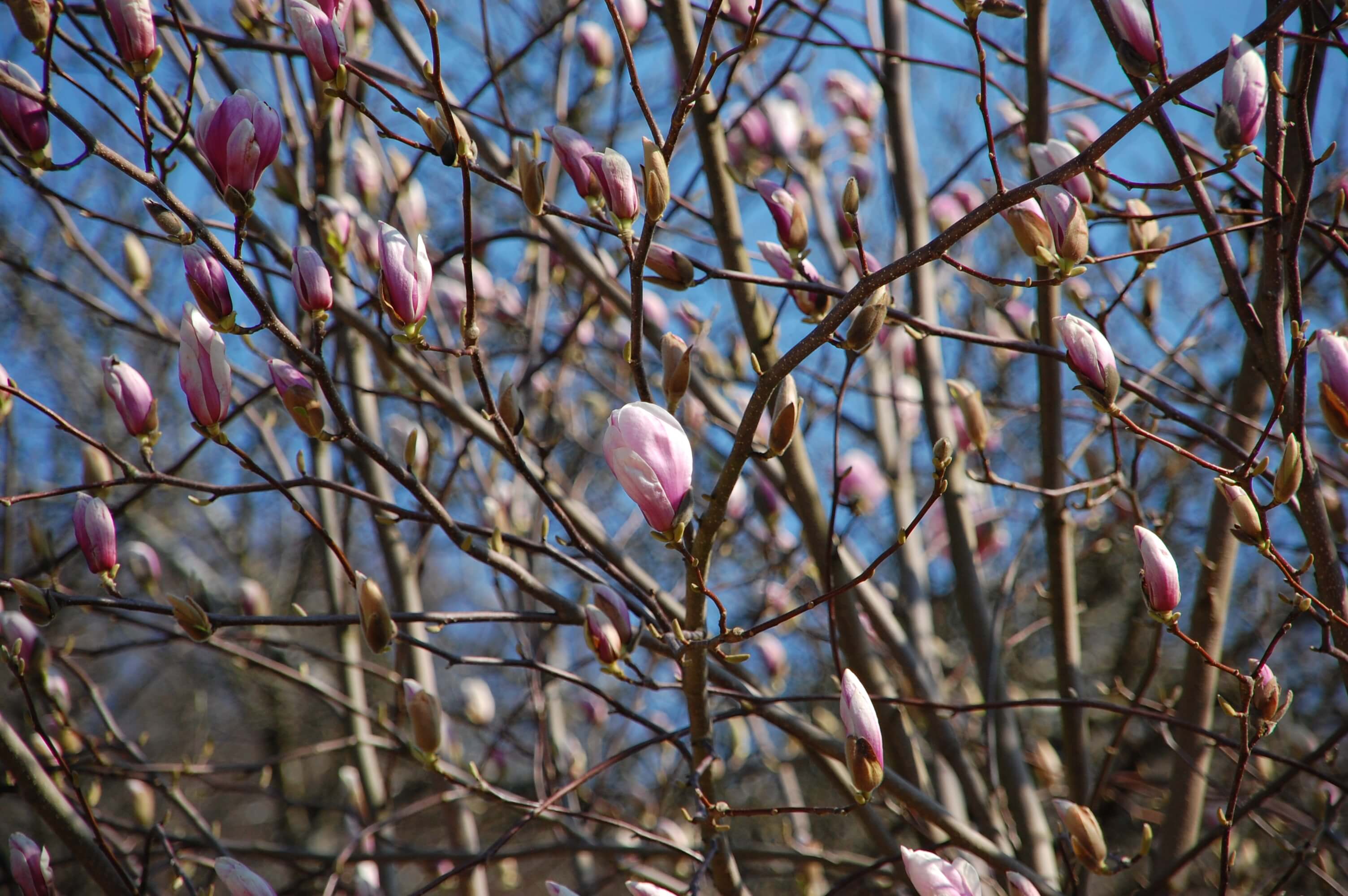 Covid-19: Things to celebrate