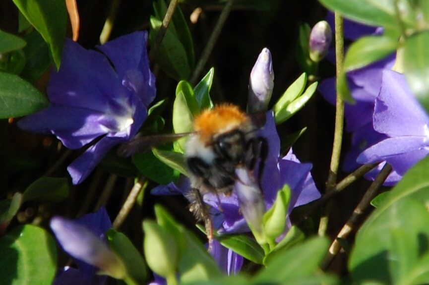 Bumblebee on spring periwinkle