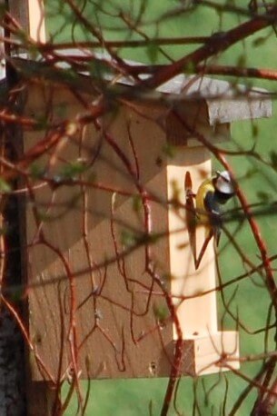 Blue-capped tittmouse entering its new birdhouse.
