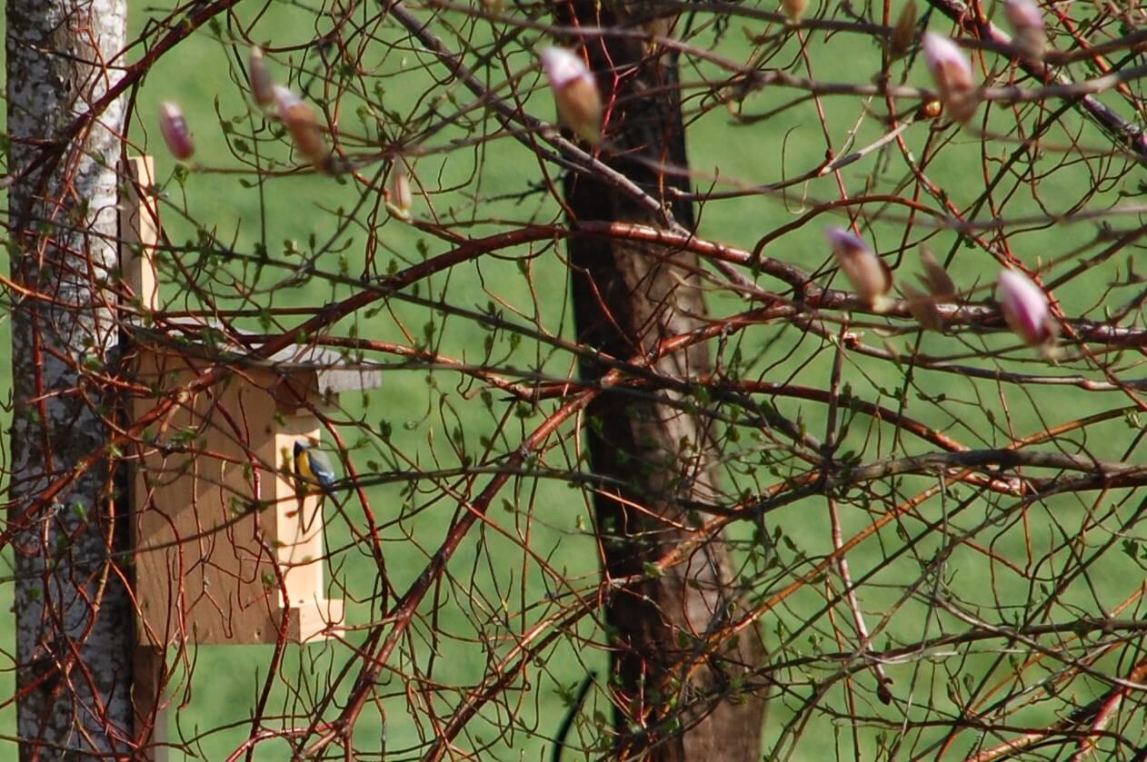 Covid-19: Things to celebrate