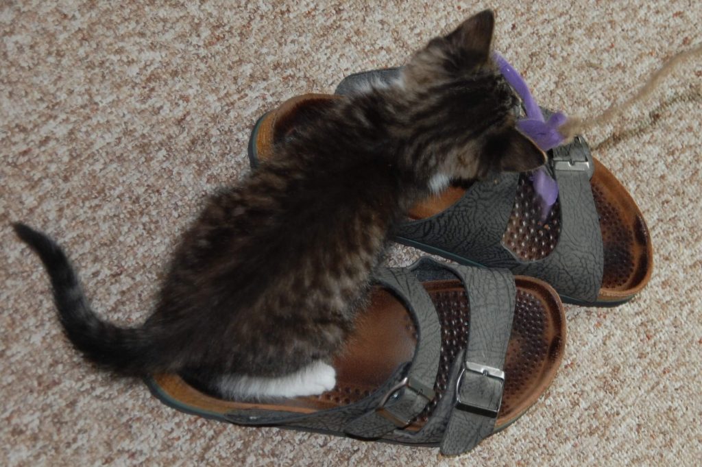 As big as a shoe...
