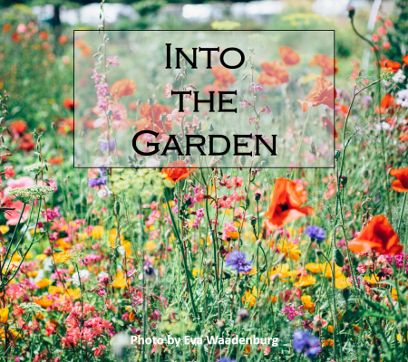 Into the Garden 1 Into the Garden 1